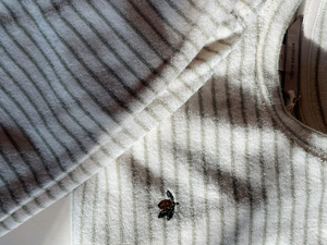 Itty Sweat Shirt - Tea Stripe